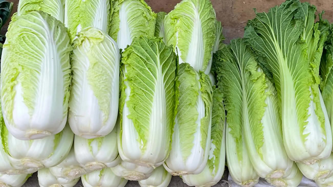 白菜冷庫能儲存多久?白菜冷庫保鮮1-4個月技術